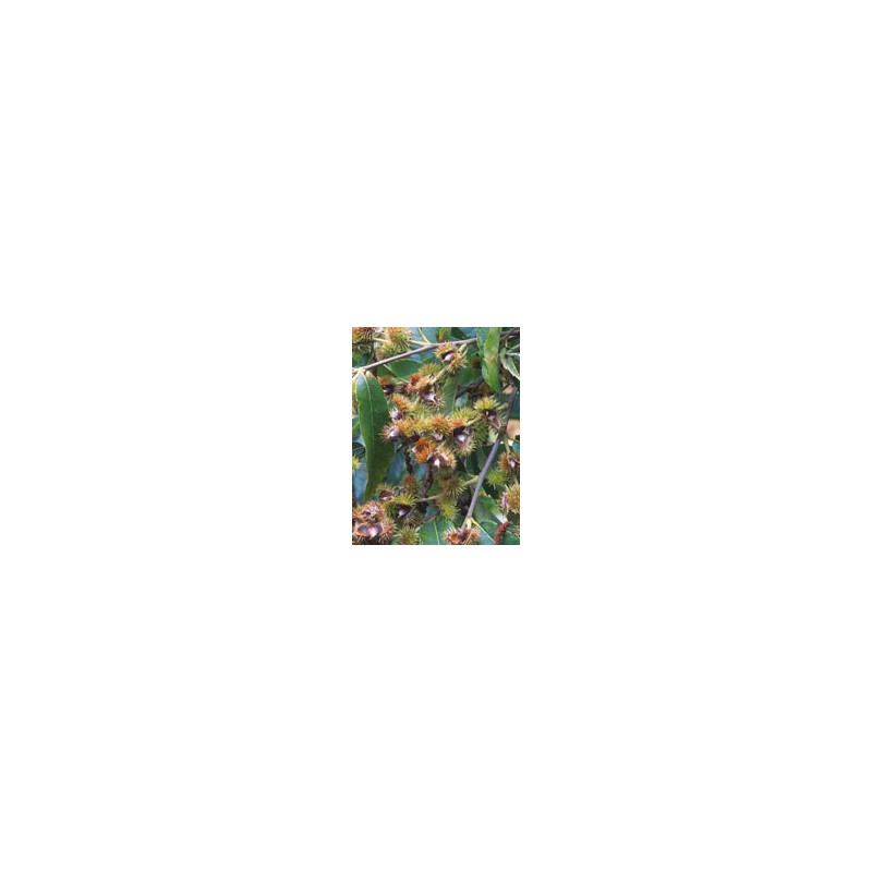 MSA CASTANEA VESCA 50ML