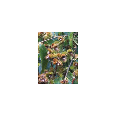 MSA CASTANEA VESCA 50ML