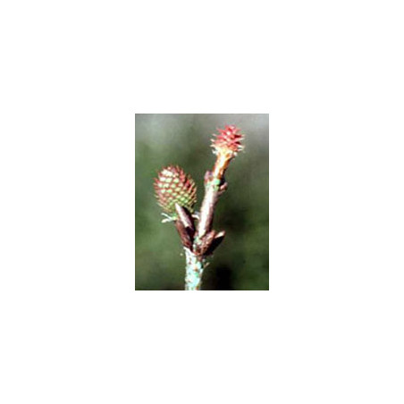 MSA PINUS MONTANA 50ML
