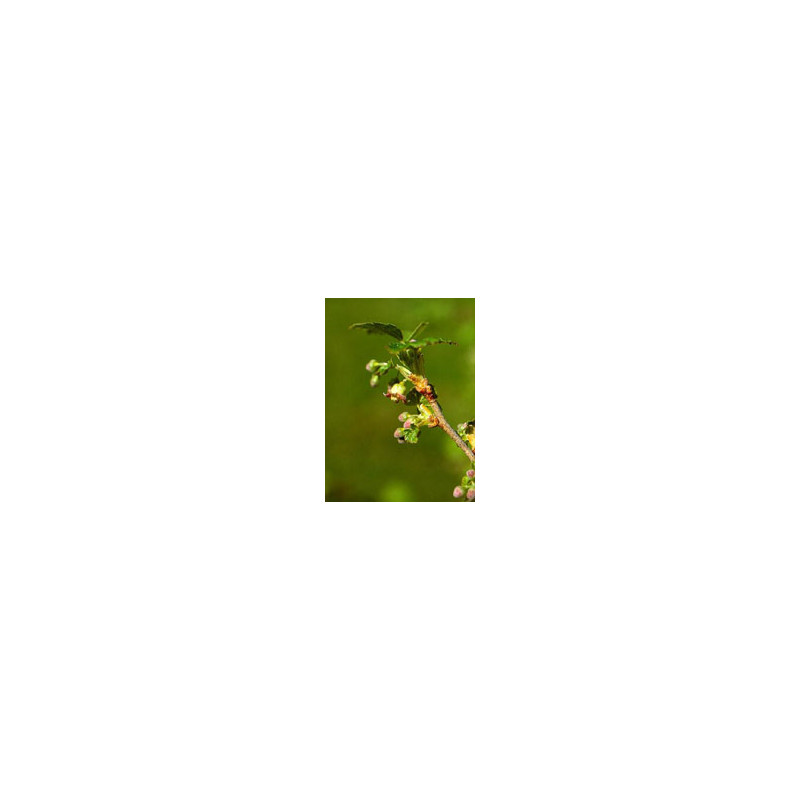 MSA RIBES NIGRUM 50ML