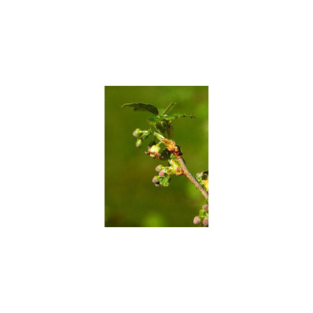 MSA RIBES NIGRUM 50ML