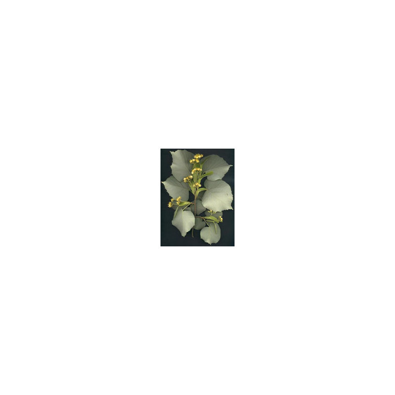 MSA TILIA TOMENTOSA 50ML