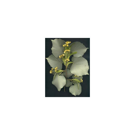 MSA TILIA TOMENTOSA 50ML
