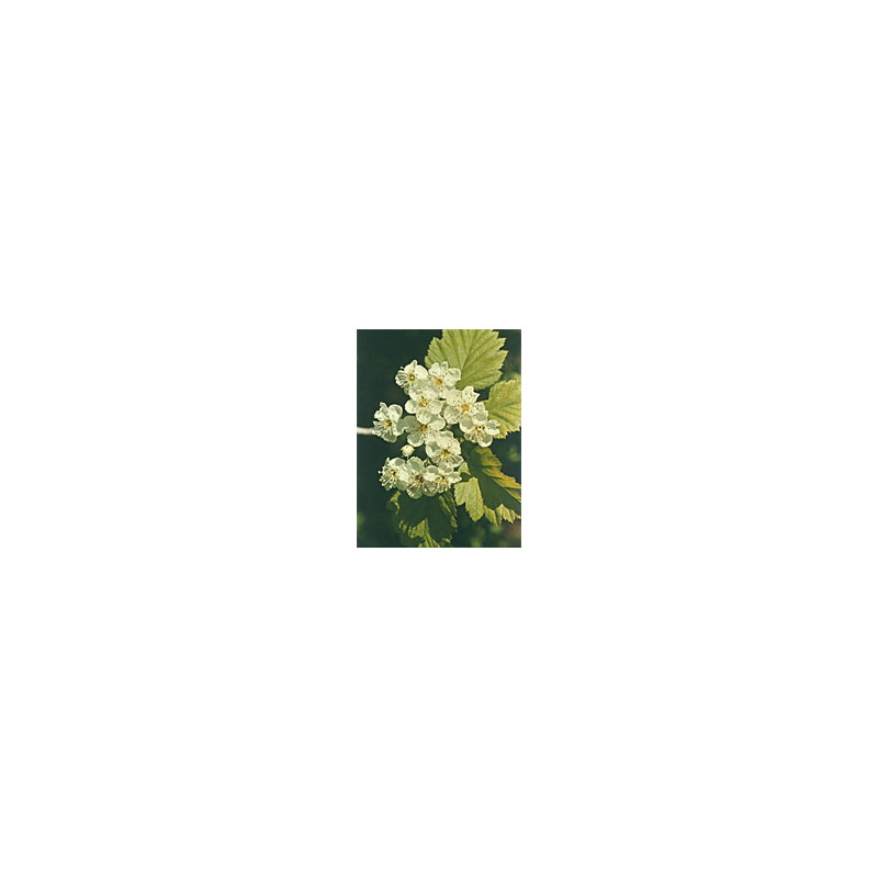 MSA CRATAEGUS OXYACA 50ML