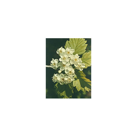 MSA CRATAEGUS OXYACA 50ML