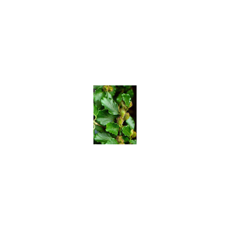 MSA FAGUS SYLVATICA 50ML
