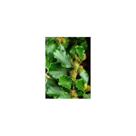 MSA FAGUS SYLVATICA 50ML