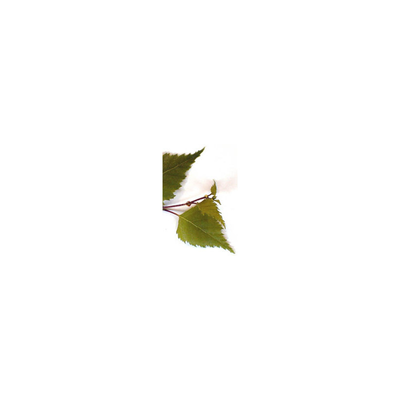 MSA BETULA VERRUCOSA 50ML