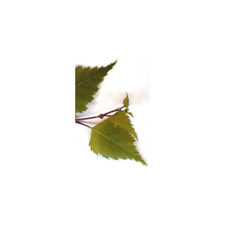 MSA BETULA VERRUCOSA 50ML