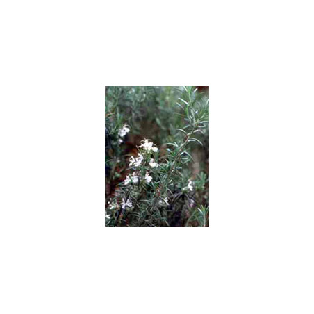 MSA ROSMARINUS OFFIC 50ML