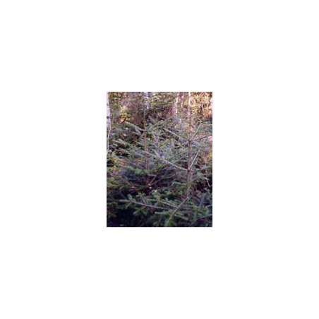 MSA ABIES PECTINATA 50ML