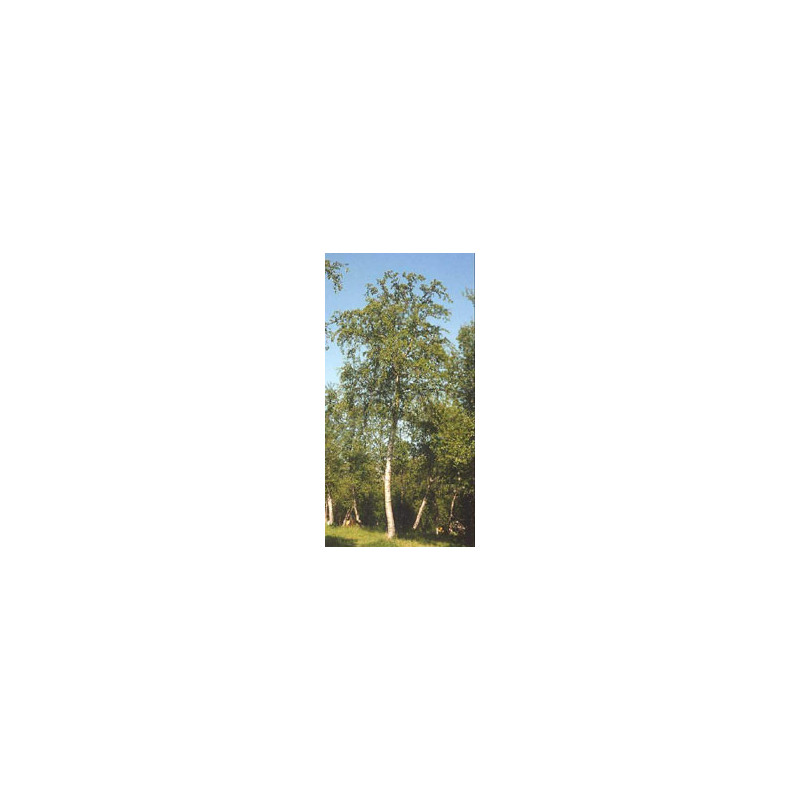 MSA BETULA PUBESCENS 50ML