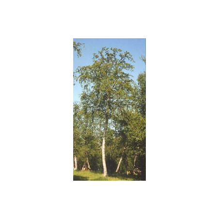 MSA BETULA PUBESCENS 50ML