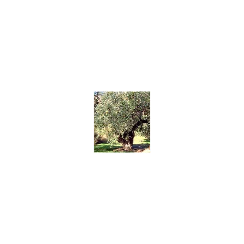 MSA OLEA EUROPEA 50ML