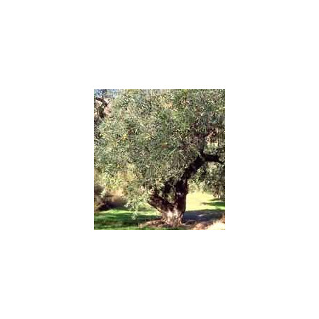 MSA OLEA EUROPEA 50ML
