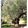 MSA OLEA EUROPEA 50ML