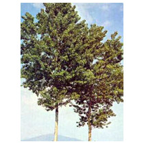 MSA POPULUS NIGRA 50ML
