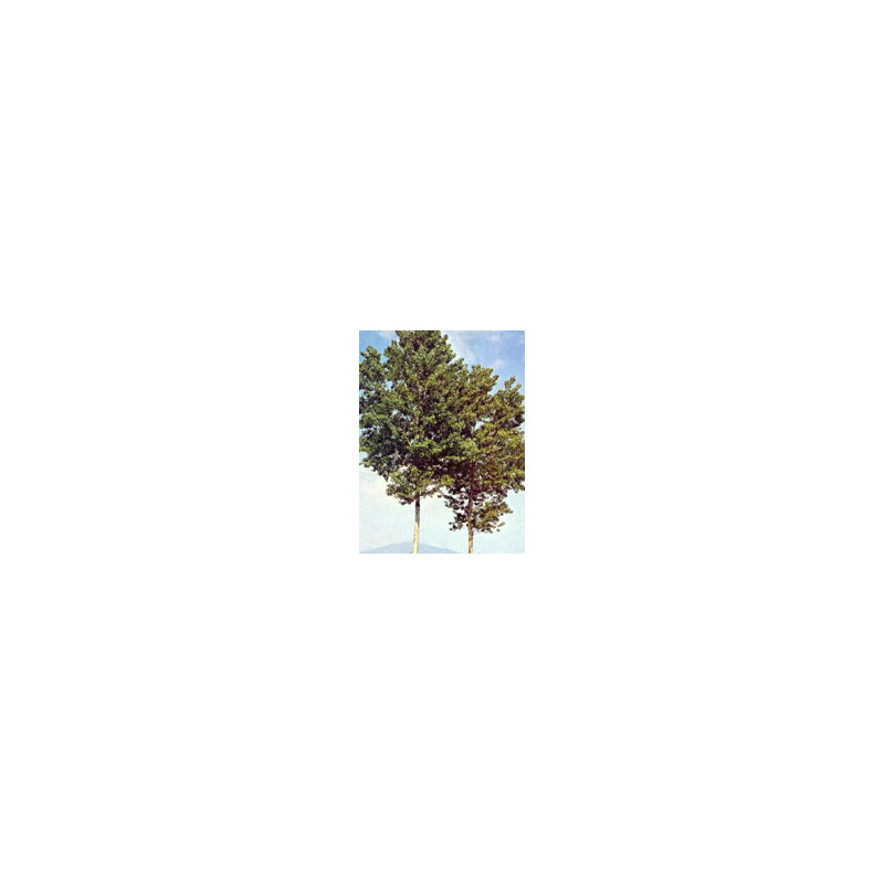 MSA POPULUS NIGRA 50ML