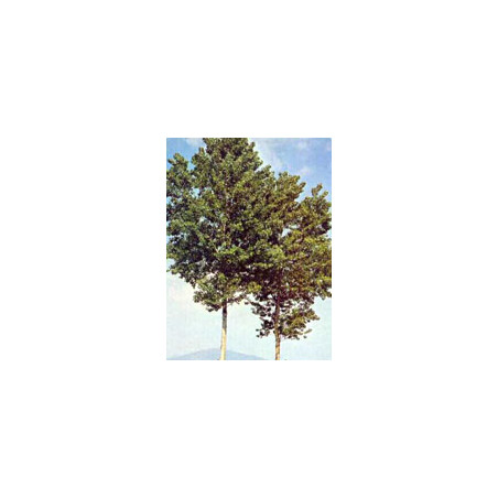MSA POPULUS NIGRA 50ML