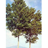 MSA POPULUS NIGRA 50ML
