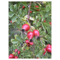 MSA ROSA CANINA 50ML