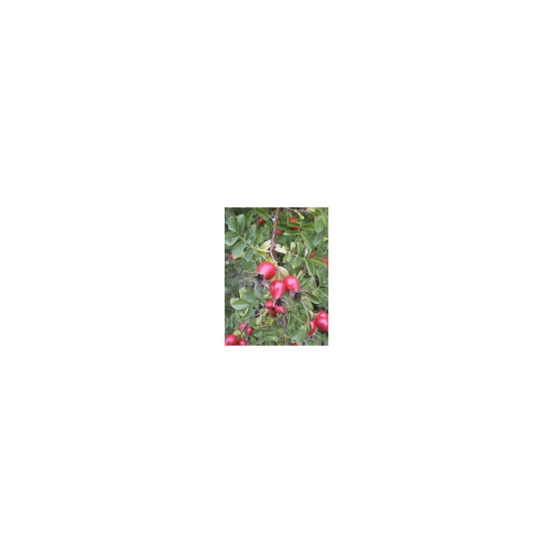 MSA ROSA CANINA 50ML