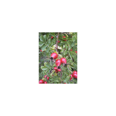MSA ROSA CANINA 50ML