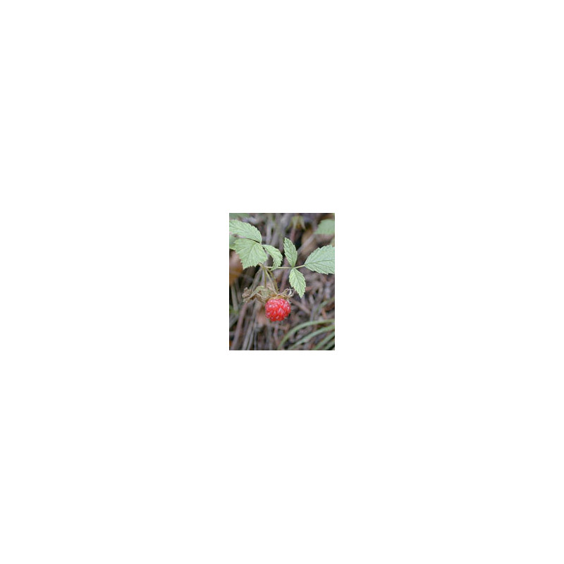 MSA RUBUS IDAEUS 50ML