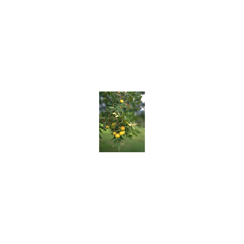 MSA SORBUS DOMESTICA 50ML