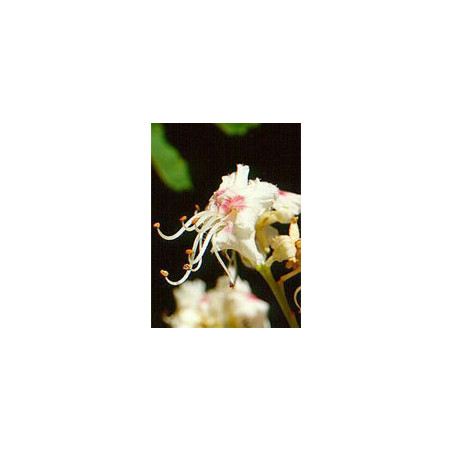 MSA AESCULUS HIPPOCA 50ML