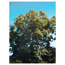 MSA FRAXINUS EXCELS 50ML