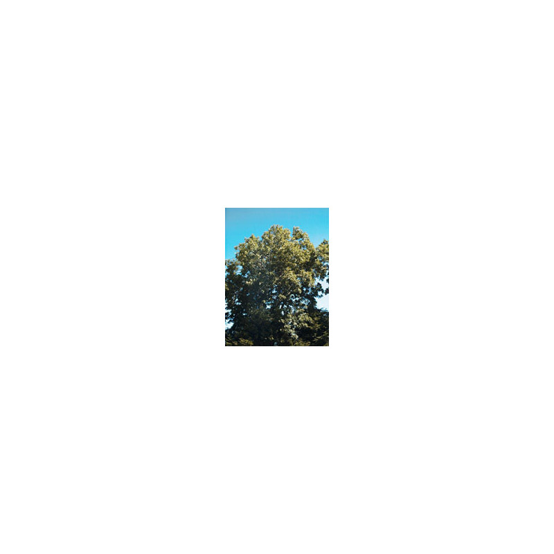 MSA FRAXINUS EXCELS 50ML