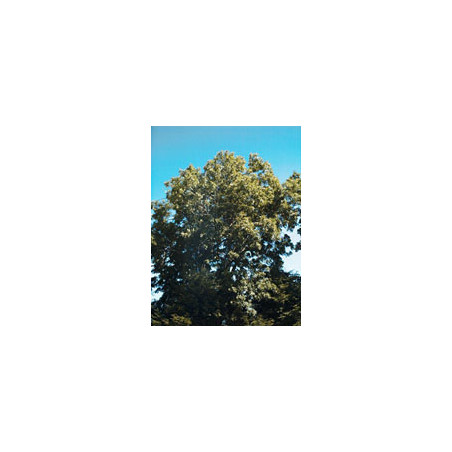 MSA FRAXINUS EXCELS 50ML
