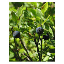 MSA VACCINIUM MYRTIL 50ML