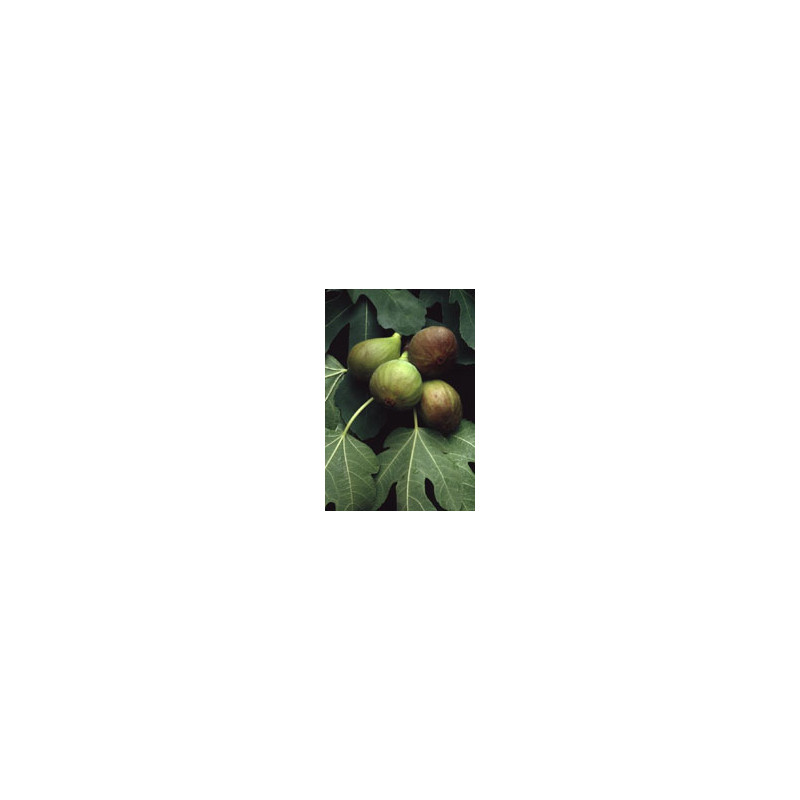 MSA FICUS CARICA 50ML