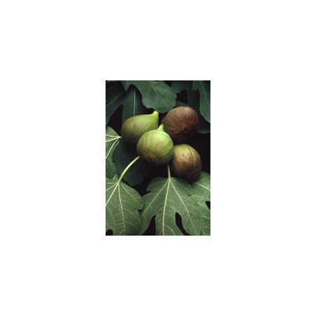 MSA FICUS CARICA 50ML