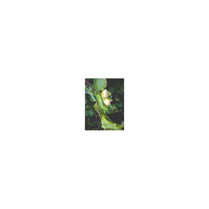 MSA CORYLUS AVELLANA 50ML
