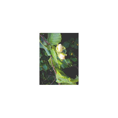 MSA CORYLUS AVELLANA 50ML