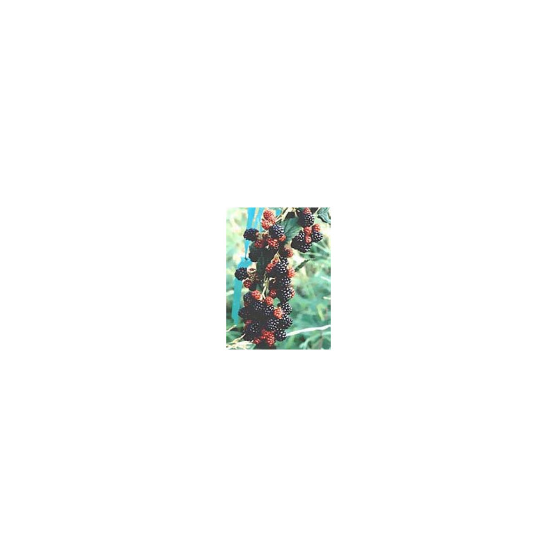 MSA RUBUS FRUCTICOSU 50ML
