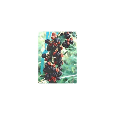 MSA RUBUS FRUCTICOSU 50ML