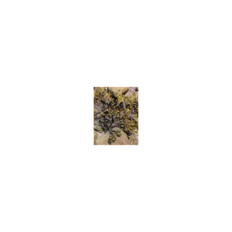 TSA FUCUS VESICULOS 50ML
