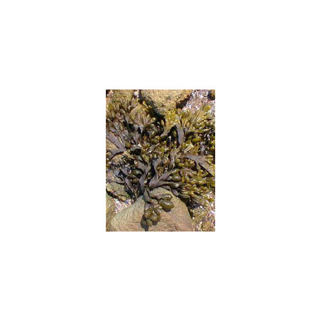 TSA FUCUS VESICULOS 50ML
