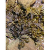 TSA FUCUS VESICULOS 50ML