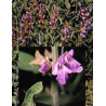 TSA SALVIA OFFICINALIS 50ML