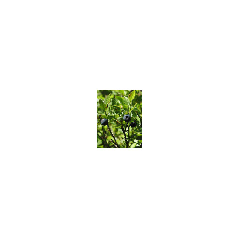 TSA VACCINIUM MYRTILLUS 50ML