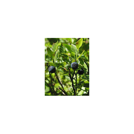 TSA VACCINIUM MYRTILLUS 50ML