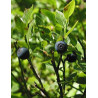 TSA VACCINIUM MYRTILLUS 50ML