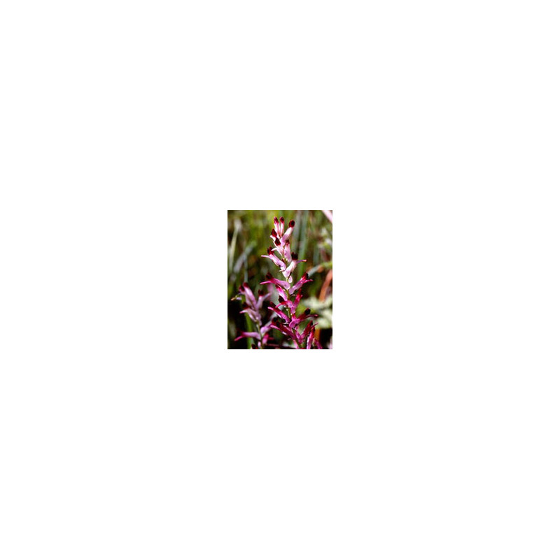 TSA FUMARIA OFFICINALIS 50ML