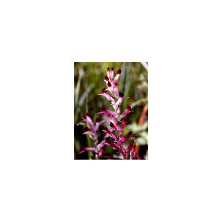 TSA FUMARIA OFFICINALIS 50ML
