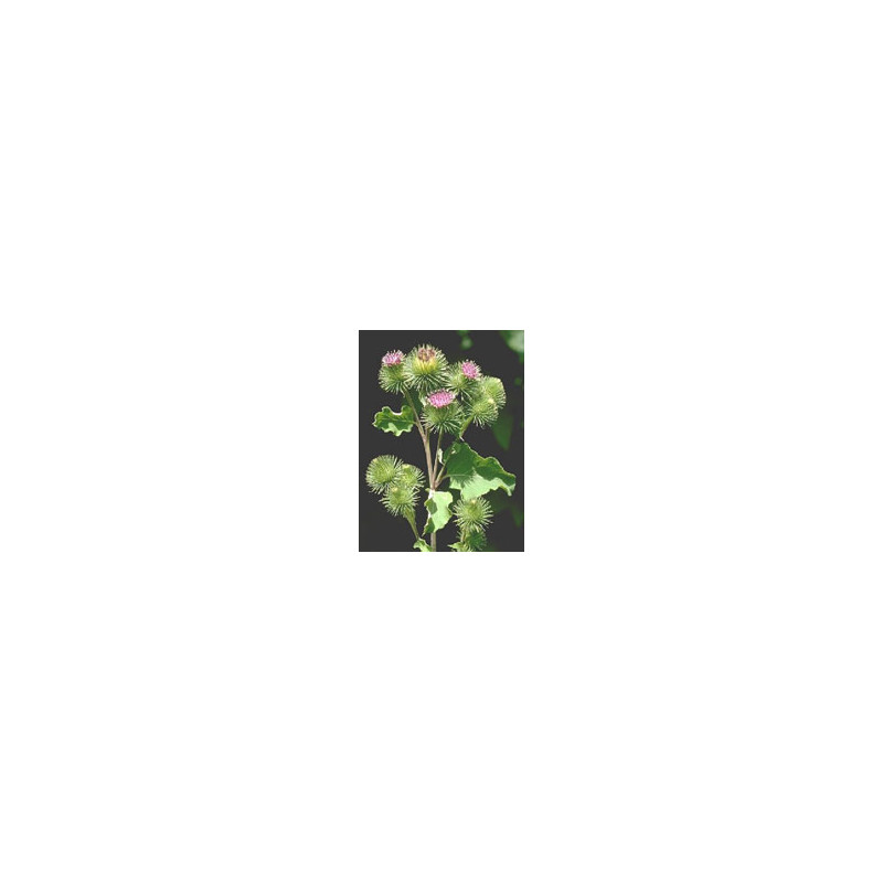 TSA ARCTIUM LAPPA 50ML